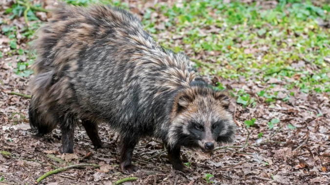 Perros mapache, el supuesto nuevo “origen” del COVID-19 estudiado por científicos